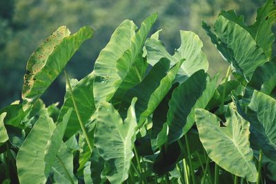 Close-up of fresh green leaves