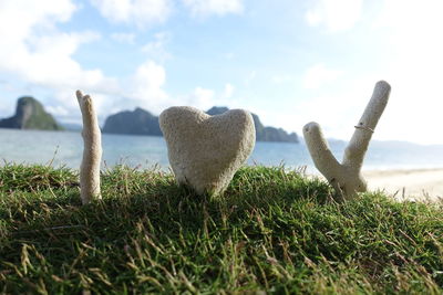 Close-up of sheep on grass against sky