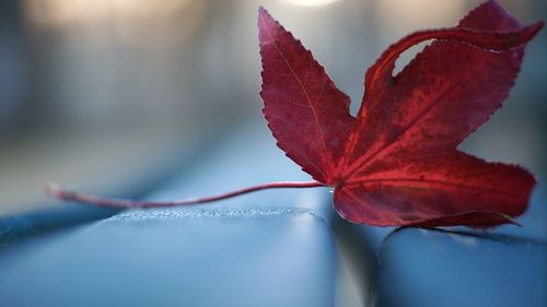 Close-up of red maple leaves
