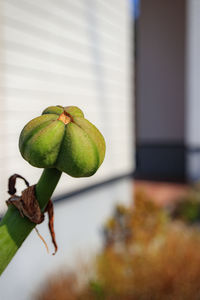 Close-up of fruit on plant