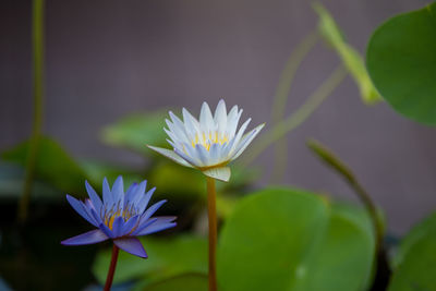 Close-up of purple water lily