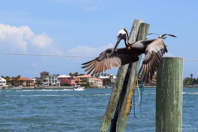 Seagulls flying over sea