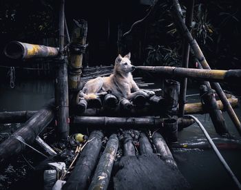 Portrait of a cat sitting on log