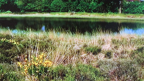 Reflection of trees in lake