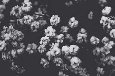 Close-up of white flowering plants