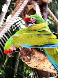 Close-up of parrot perching on tree branch