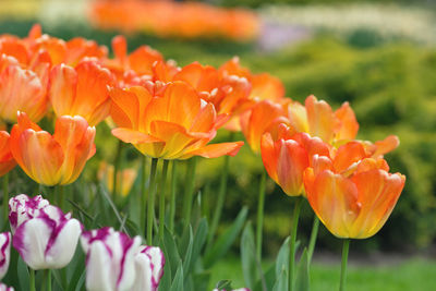 Orange tulips in a park background. closeup. selective focus.