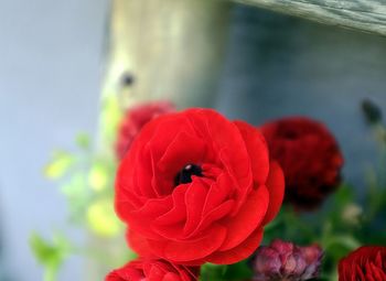 Close-up of red flower