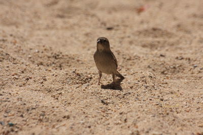 Bird perching on a field