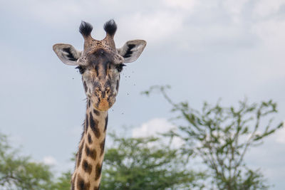 Giraffe in the wild, east africa