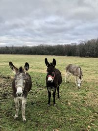 The three amigos