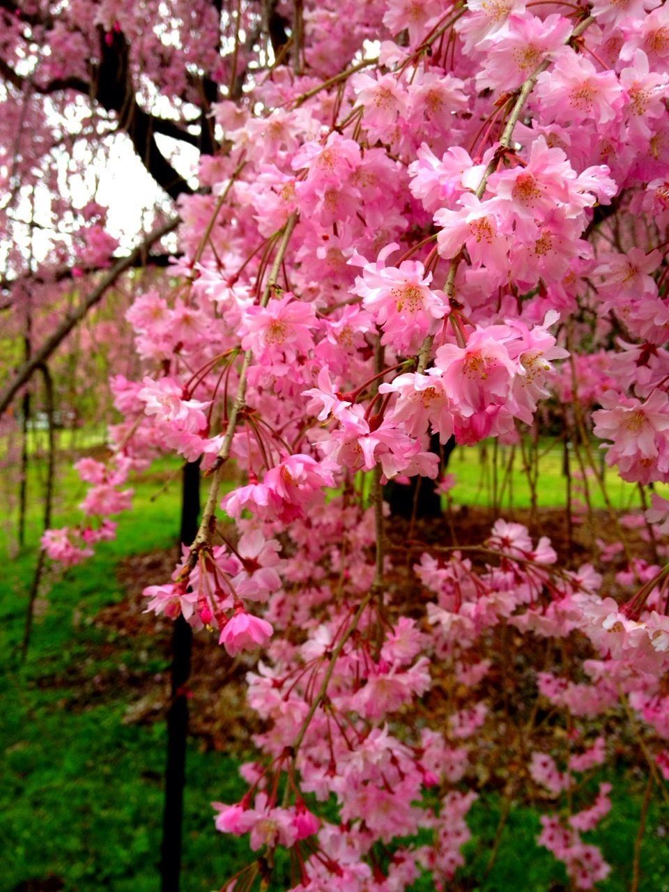 flower, freshness, growth, fragility, pink color, beauty in nature, tree, nature, blossom, branch, petal, cherry blossom, blooming, in bloom, focus on foreground, springtime, park - man made space, close-up, pink, cherry tree