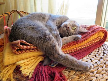 Close-up of a cat sleeping in basket