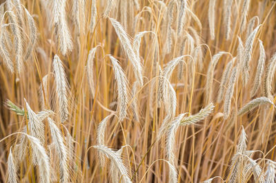 Close-up of wheat growing on field