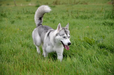 Dog on field