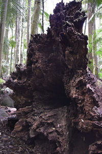 Close-up of rock formation in forest