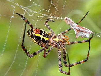 Close-up of spider on web