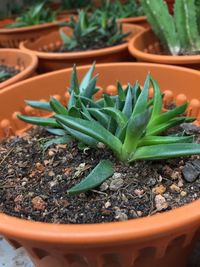 Close-up of potted plant