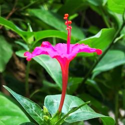 Close-up of flower blooming outdoors