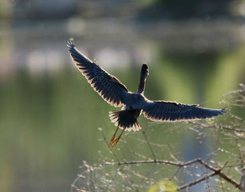 Close-up of eagle flying