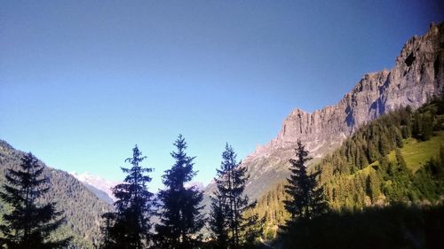 Panoramic view of pine trees against clear blue sky