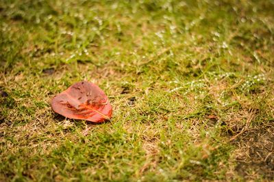View of grassy field