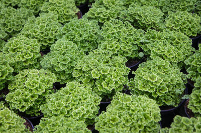 High angle view of vegetables on plant