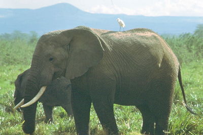 Elephants standing on grassy field at forest