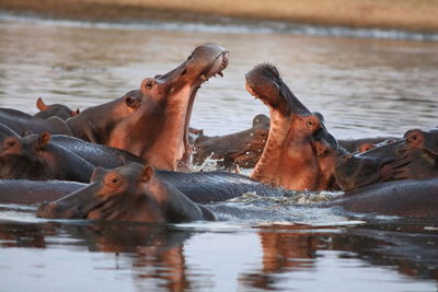 Close up of hippos in water