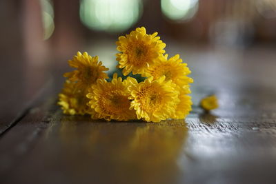 Close-up of yellow flowering plant on table