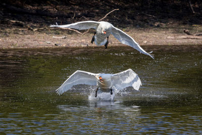 View of a bird flying over lake