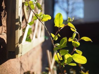 Close-up of fresh green plant