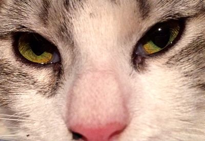 Close-up portrait of cat