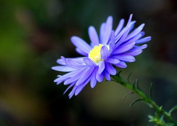 Close-up of purple flower