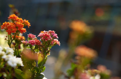 Close-up of flowering plant