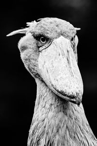 Close-up portrait of bird against black background