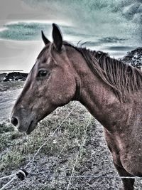 Close-up of horse on field
