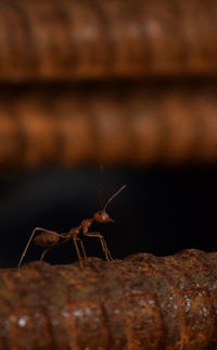 Close-up of insect on wood