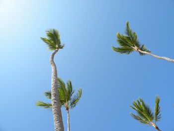 Low angle view of palm tree against blue sky