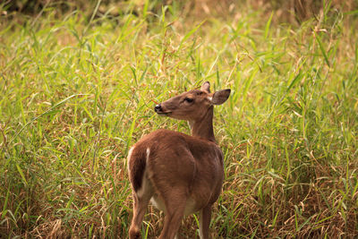 White-tailed deer odocoileus virginianus forages for clover in the wetland 