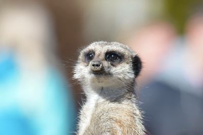 Close-up portrait of meerkat