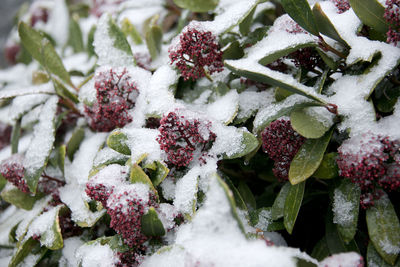 Close-up of frozen plants