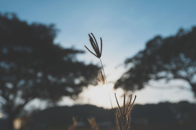 Close-up of stalks against sky at sunset