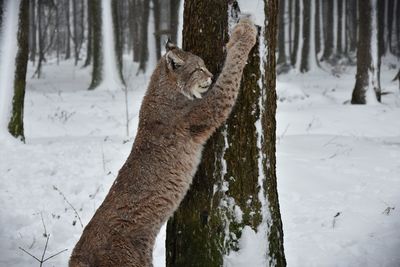 View of an animal on snow covered land