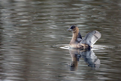 Full length of duck swimming in lake