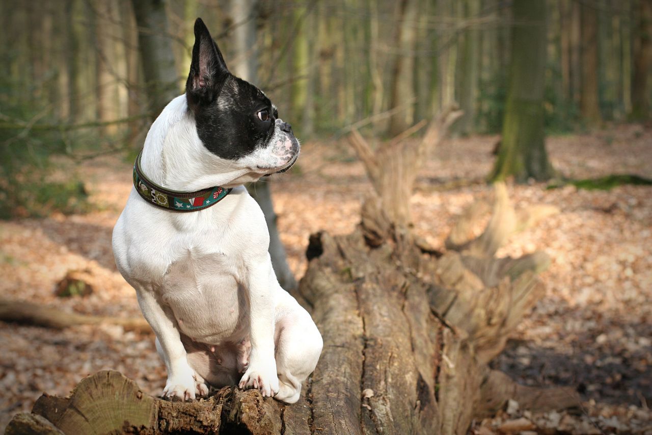 Hund im Wald