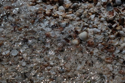 High angle view of shells in water