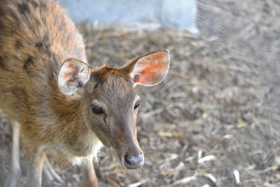 Close-up portrait of deer