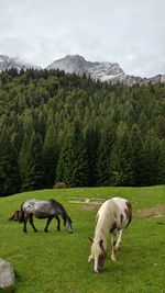 Sheep grazing on field against sky