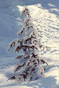A tree covered in snow, w8nter scene 